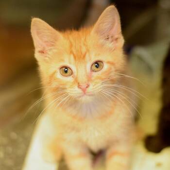 Domestic Short Hair Cats Available for Adoption in Belleville, Illinois - Hackie Sack | PetCurious