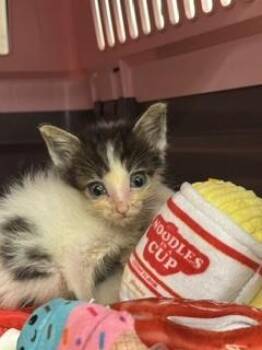 G. REMLIN -  Domestic Short Hair Cat for Adoption in Doral, Florida - G. REMLIN | PetCurious