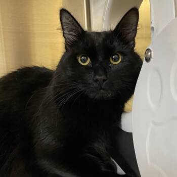 Domestic Medium Hair Cats Available for Adoption in North Kingstown, Rhode Island - Vader | PetCurious