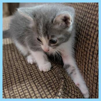 Domestic Short Hair Cats Available for Adoption in Guaynabo, Guaynabo - Frosty | PetCurious