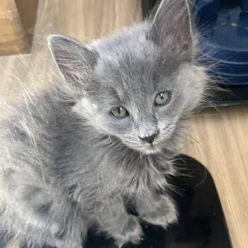 Domestic Long Hair Cats Available for Adoption in Pleasanton, California - Ozzy | PetCurious