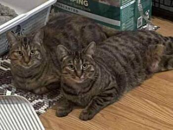 Rescue Domestic Short Hair Cats for Adoption in Mississauga, Ontario - Piper & Jewel | PetCurious