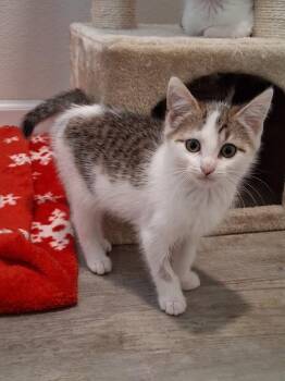 River #2 -  Domestic Short Hair and Tabby Cat for Adoption in Westfield, Wisconsin - River #2 | PetCurious