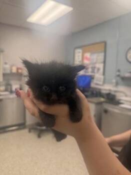 Mabel -  Domestic Long Hair and Domestic Short Hair Cat for Adoption in Gastonia, North Carolina - Mabel | PetCurious