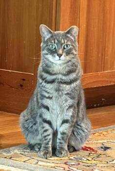 Percy -  Domestic Short Hair Cat for Adoption in West Chester, Pennsylvania - Percy | PetCurious