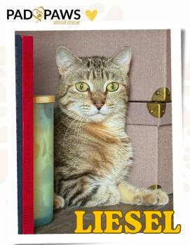 Domestic Short Hair Cats Available for Adoption in Jersey City, New Jersey - Liesel | PetCurious