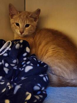 Rescue Domestic Short Hair Cats for Adoption in Lewis Center, Ohio - Chai (Balcony Kitten) | PetCurious