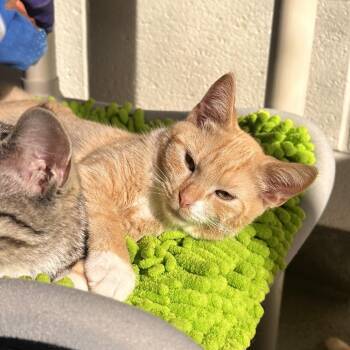 Domestic Short Hair Cats Available for Adoption - Chai | PetCurious