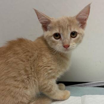 Pebble -  Domestic Short Hair Cat for Adoption in Nashville, Tennessee - Pebble | PetCurious
