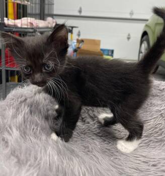 Leafwig -  Domestic Short Hair Cat for Adoption in Island Lake, Illinois - Leafwig | PetCurious