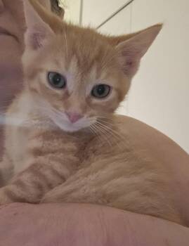 Javi -  Domestic Short Hair Cat for Adoption in Walled Lake, Michigan - Javi | PetCurious