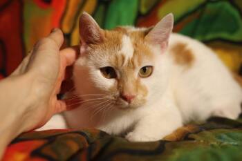 Adder -  Domestic Short Hair Cat for Adoption in New Prague, Minnesota - Adder | PetCurious