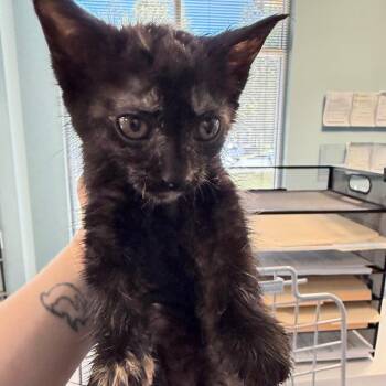 Domestic Short Hair Cats Available for Adoption in Greensboro, North Carolina - Coconut Cove | PetCurious