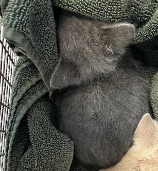*Gigabyte* -  Domestic Short Hair Cat for Adoption in Salt Lake City, Utah - *Gigabyte* | PetCurious