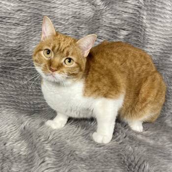 Domestic Short Hair Cats Available for Adoption - Butternut - Andrea Foster | PetCurious