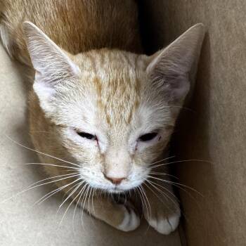 AHNJ-Stray-122840 -  Domestic Short Hair Cat for Adoption in Newark, New Jersey - AHNJ-Stray-122840 | PetCurious