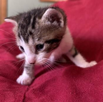 Forest Fairy -  Domestic Short Hair Cat Available for Adoption in Fort Collins, Colorado - Forest Fairy | PetCurious