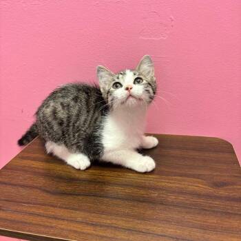 Catly -  Domestic Short Hair Cat for Adoption in Webster, Texas - Catly | PetCurious