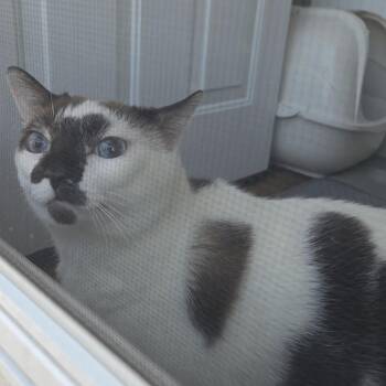 Orion -  Siamese Cat for Adoption in Bristol, Indiana - Orion | PetCurious