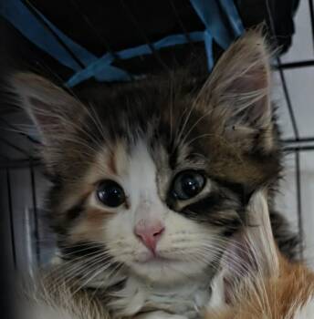 Tabby Cats Available for Adoption in Maitland, Florida - Uni | PetCurious