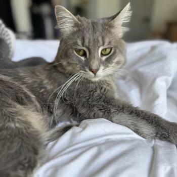 Little Man -  Domestic Medium Hair Cat for Adoption in Los Angeles, California - Little Man | PetCurious