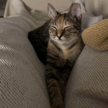 Muffins -  Domestic Short Hair Cat for Adoption in Sunrise, Florida - Muffins | PetCurious