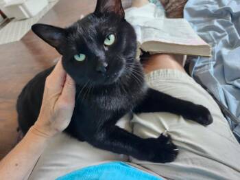 Jack Black -  Domestic Short Hair Cat for Adoption in Hamilton, Ontario - Jack Black | PetCurious
