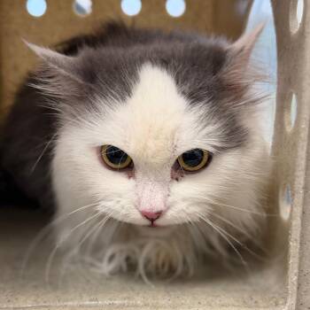 Frosty Girl -  Domestic Medium Hair Cat for Adoption in Philadelphia, Pennsylvania - Frosty Girl | PetCurious
