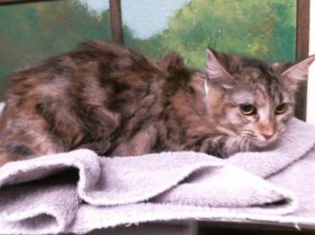 BARBIE -  Domestic Long Hair and Domestic Short Hair Cat for Adoption in Houston, Texas - BARBIE | PetCurious
