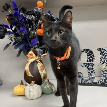 Rescue Domestic Short Hair Cats for Adoption in Angleton, Texas - Billy Thackery | PetCurious