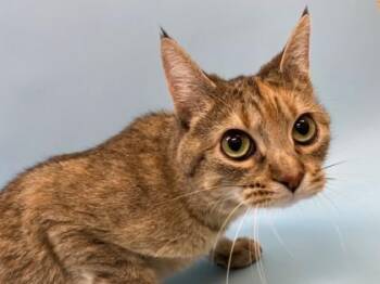 Ashi -  Domestic Short Hair Cat for Adoption in Woodbury, Minnesota - Ashi | PetCurious