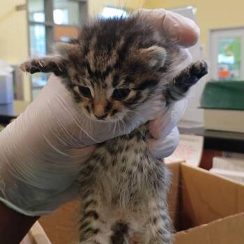 Michael -  Domestic Short Hair Cat for Adoption in Lynchburg, Virginia - Michael | PetCurious