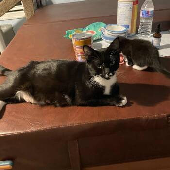 Rescue Domestic Short Hair Cats for Adoption in Huntington, West Virginia - Sarah | PetCurious