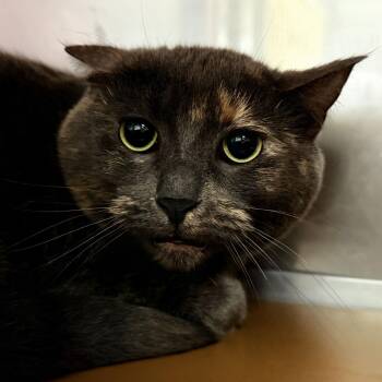 Domestic Short Hair Cats Available for Adoption - Flurry (bonded W/Fizz) | PetCurious