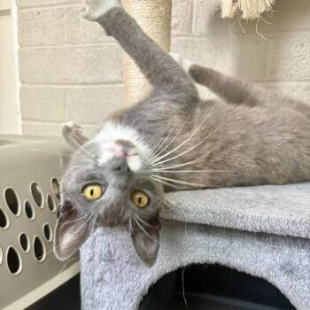 Popcorn -  Domestic Short Hair Cat for Adoption in Baytown, Texas - Popcorn | PetCurious