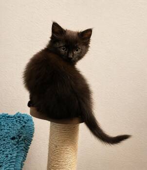 Domestic Medium Hair Cats Available for Adoption in Rio Linda, California - Berk | PetCurious