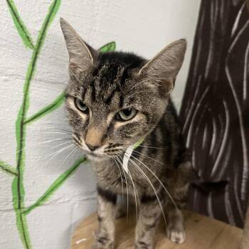 Beanie Baby -  Domestic Short Hair Cat for Adoption in Clanton, Alabama - Beanie Baby | PetCurious