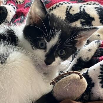 Mimzy -  Domestic Short Hair Cat for Adoption in Parma, Ohio - Mimzy | PetCurious