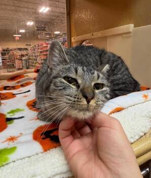 Fern -  Domestic Short Hair Cat for Adoption in Reno, Nevada - Fern | PetCurious
