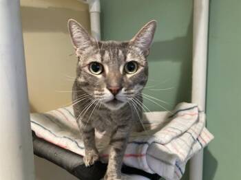 STACY -  Domestic Short Hair Cat for Adoption in Tustin, California - STACY | PetCurious