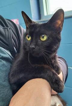 Rescue Domestic Short Hair Cats for Adoption in Canfield, Ohio - MAELLE | PetCurious