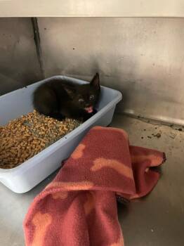 Brian -  Domestic Short Hair Cat for Adoption in Bossier City, Louisiana - Brian | PetCurious
