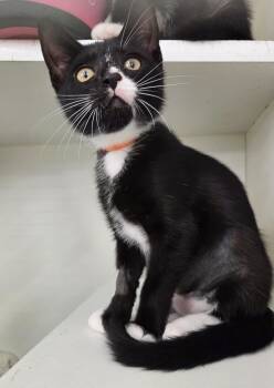 Dorothy -  Tuxedo Cat for Adoption in New Albany, Ohio - Dorothy | PetCurious