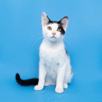 Tiptoe -  Domestic Short Hair Cat for Adoption in Franklin, Tennessee - Tiptoe | PetCurious