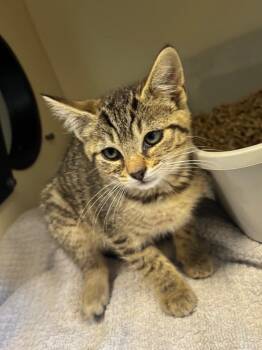 Rumpleteazer -  Domestic Short Hair Cat for Adoption in Bloomington, Indiana - Rumpleteazer | PetCurious