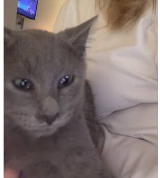 Rescue Russian Blue and Domestic Short Hair Cats for Adoption in Chicago, Illinois - Charm | PetCurious