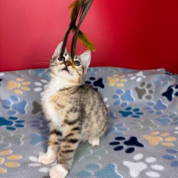 Domestic Short Hair Cats Available for Adoption - Jimothy | PetCurious