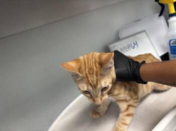 POPPY -  Domestic Short Hair Cat for Adoption in Antioch, California - POPPY | PetCurious
