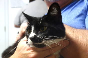 Rescue Tuxedo and Domestic Short Hair Cats for Adoption in Greenfield, Indiana - Tom Thumb | PetCurious