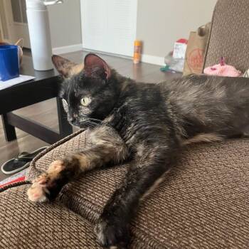 Rescue Tortoiseshell Cats for Adoption in West Lafayette, Indiana - Sabrina | PetCurious